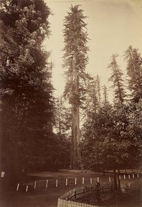 Giant Redwood, Santa Cruz av Carleton Watkins
