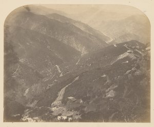 Josephine og Pine Tree av Carleton Watkins