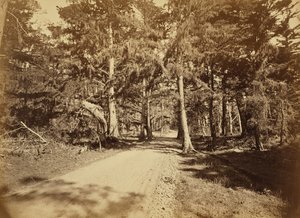  av Carleton Watkins