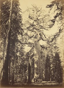  av Carleton Watkins