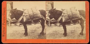 Den eldste innbyggeren på Farallonøyene av Carleton Watkins