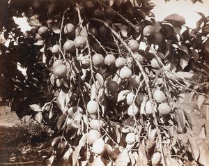  av Carleton Watkins