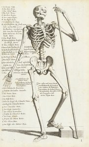 Anatomisk studie av det menneskelige skjelettet av Carlo Cesi av Carlo Cesi
