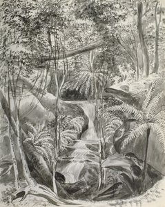 Jungle Study, 1800-tallet