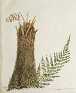Studie av en bregne, 1800-tallet