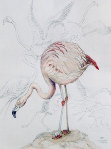 Flamingo (blyant og wc på papir)