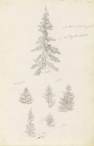 Seks studier av graner og furutrær av Caspar David Friedrich