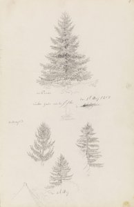 Gran og tre studier av gran av Caspar David Friedrich