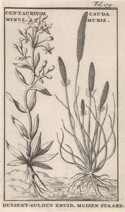 Centaury og musehale Centaurium minus. Cauda MurisDuisent-Guilder Urt. Musehale (tittel på objekt)