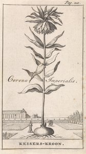 Keiserlig krone Corona Imperialis / Imperial Crown (tittel på objekt) av Caspar Luyken