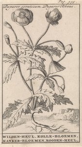 Valmue Papaver erraticum, Papaver Rhoeas / Wilden-heul. Kolle blomster. Kreftblomster. Roodenheul (tittel på objekt)