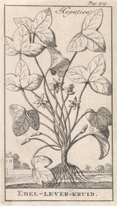 leverurt Hepetica / Noble-Liver-Herb (tittel på objekt) av Caspar Luyken