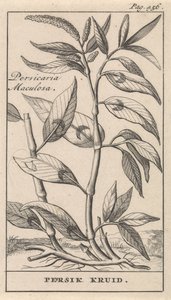 ferskenkrydder Persicaria Maculosa / Persik Herb (tittel på objekt) av Caspar Luyken