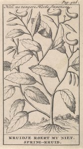 vårurt Noli me tangere, Herba Impatiens / Kruidje rører meg ikke. Vårurt (tittel på objekt) av Caspar Luyken