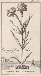 Tittelside og åtte trykk med blomster Anjelier Caryophylleus Flos / Angelier. Ginoffel (tittel på objekt) av Caspar Luyken
