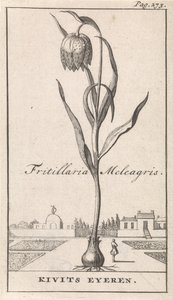 Tittelside og åtte trykk med blomster Kievitsbloem Fritillaria Meleagris / Kivits Eyeren (tittel på objekt) av Caspar Luyken