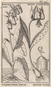 Title Page and Eight Prints with Flowers Vingerhoedskruid en hondstand Digitalis. Dens Caninus / Vinger-hoed Kruid. Honde tand (title on object)   1375958   no       norwegian Successfully Translated  Original: Offer van Isaac Translat: Offer van Isaac 136