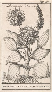 Tittelside og åtte trykk med blomster Weegbree Plantago Rosea / Roos likeenende Weeg-bree (tittel på objekt) av Caspar Luyken
