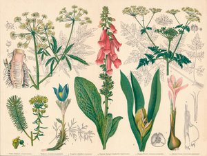 'British Poisonous Plants', midten av slutten av 1800-tallet. av Cassell and Co