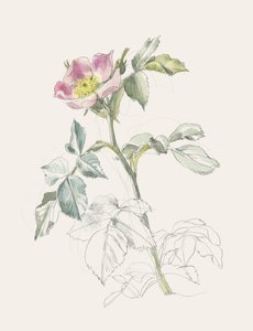  av Catalina Somolinos