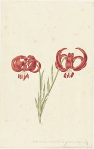 Rød lilje av Catharina Lintheimer