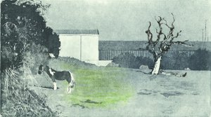 Neues Wachstum begegnen von Catherine Sutcliffe-Fuller