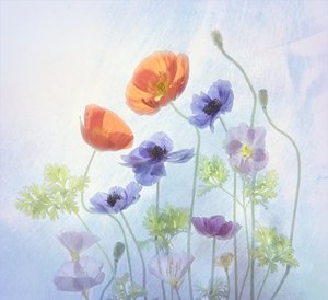 Fargerike, eteriske blomster