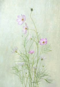 Delikate kosmosblomster av Catherine Wang