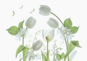 Eteriske hvite tulipaner av Catherine Wang