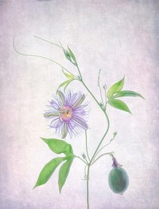 Levende pasjonsblomst av Catherine Wang
