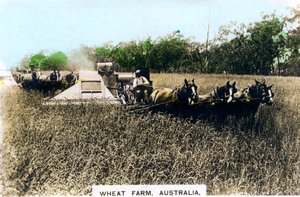 Grenfell hvetefarm, Australia, ca 1920-tallet.