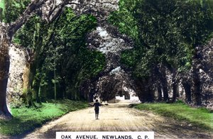 Oak Avenue, Newlands, Johannesburg, Gauteng, Sør-Afrika, ca 1920-tallet. av Cavenders Ltd