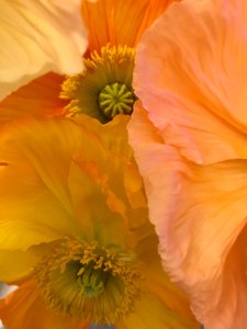 Komposisjon - Blomster, 2019 (foto) av Cécile Jamet