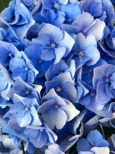 Komposisjon - Blomster, 2019 (foto) av Cécile Jamet