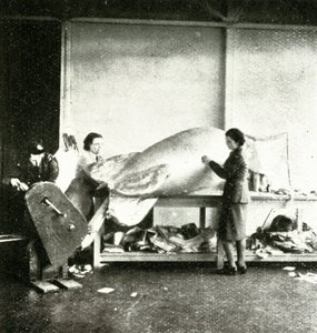 Reparasjon av sperreballonger, c1943. av Cecil Beaton