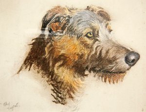 En skotsk hjortehund (pastell på tonet papir) av Cecil Charles Windsor Aldin