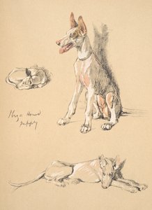 Ibiza Hound Puppy , 1930, illustrasjoner fra skisseboken hans brukt for Just Among Friends, Aldin, Cecil Charles Windsor (1870-1935), senere utgitt av Eyre og Spottiswoode Limited, 1934, Chalk and Ch av Cecil Charles Windsor Aldin