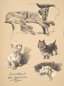 Irish Wolfhound, West Highlander and Cairn, 1930, illustrasjoner fra skisseboken hans brukt for 
