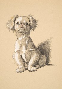 Peke, 1930, Illustrasjoner fra skisseboken hans brukt for Just Among Friends, Aldin, Cecil Charles Windsor (1870-1935), senere utgitt av Eyre og Spottiswoode Limited, 1934, Chalk and Charcoal på papir av Cecil Charles Windsor Aldin