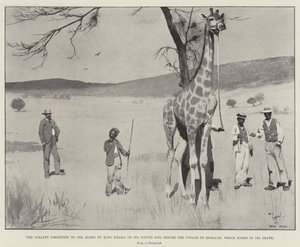 Sjiraffen presentert for dronningen av kong Khama på dens opprinnelige jord før reisen til England, som endte med dens død av Cecil Charles Windsor Aldin