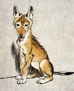 Young Jackal, ca. 1900 (gravering) av Cecil Charles Windsor Aldin