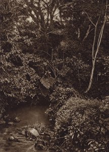 Mexico: Skog nær Mirador, Panorama av jomfruskog (s/hvitt bilde)