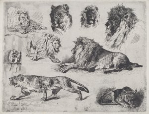 Studie av Lions