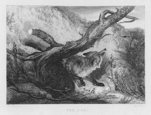 The Fox (gravering) av Charles (after) Hancock