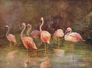 Flamingoer (farge litho) av Charles (after) Whymper