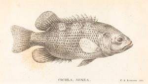 Cichla, Aeneas