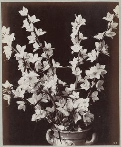 Blomsterstudie med Kölnerkrukke