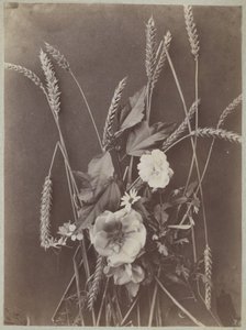 Blomsterstudie med kornaks
