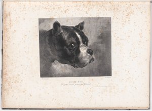 Bull-Dog av Charles Aubry