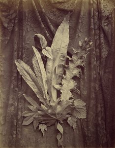 [Studie av blader på bakgrunn av blomsterblonde], 1864. av Charles Aubry